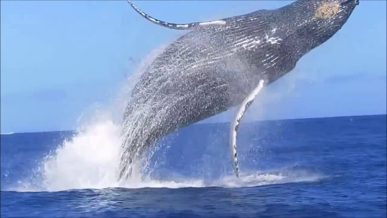 Saut de baleine impressionnant à l'île de la Réunion