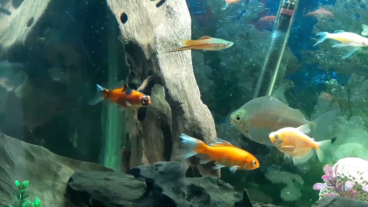 LOS TRONCOS FLOTAN EN EL ACUARIO