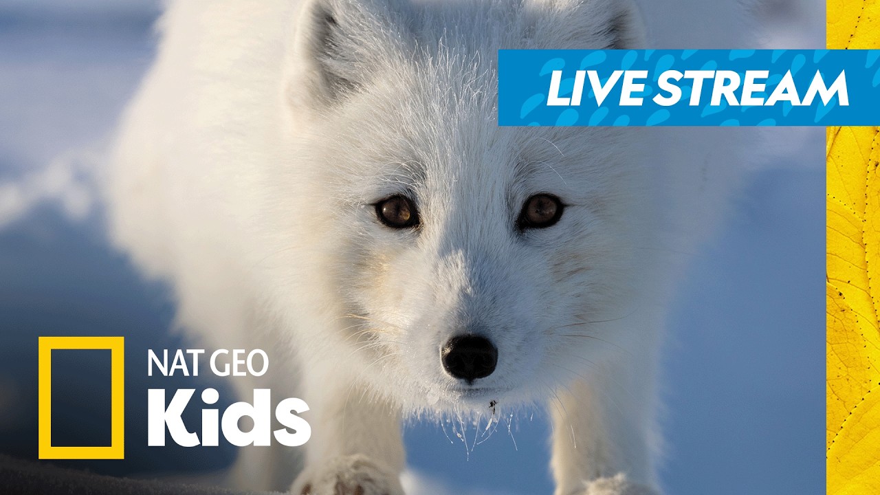 🔴 LIVE! 24 Hours of Relaxing Animal Journeys!🦓✌️🐧 | Nat Geo Kids