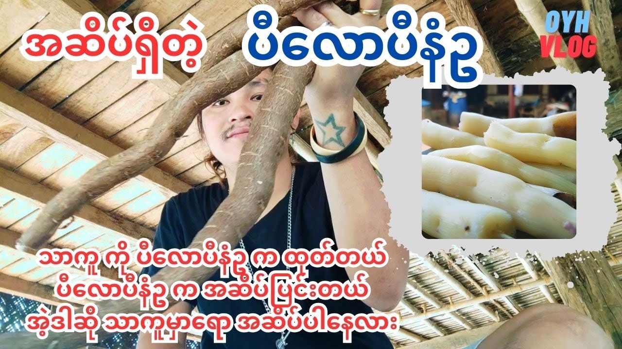 ပီလောပီနံဥ ပြုတ်စားရင်းနဲ့ အဆိပ်အရမ်းပြင်းတဲ့ ပီလောပီနံဥ အကြောင်း ပြောပြချင်တယ် (ပီလောပီနံ)