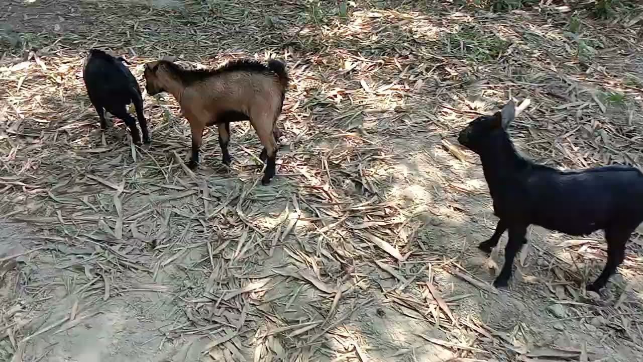 Baby goats mating//goat breeding #goat #pets #animals
