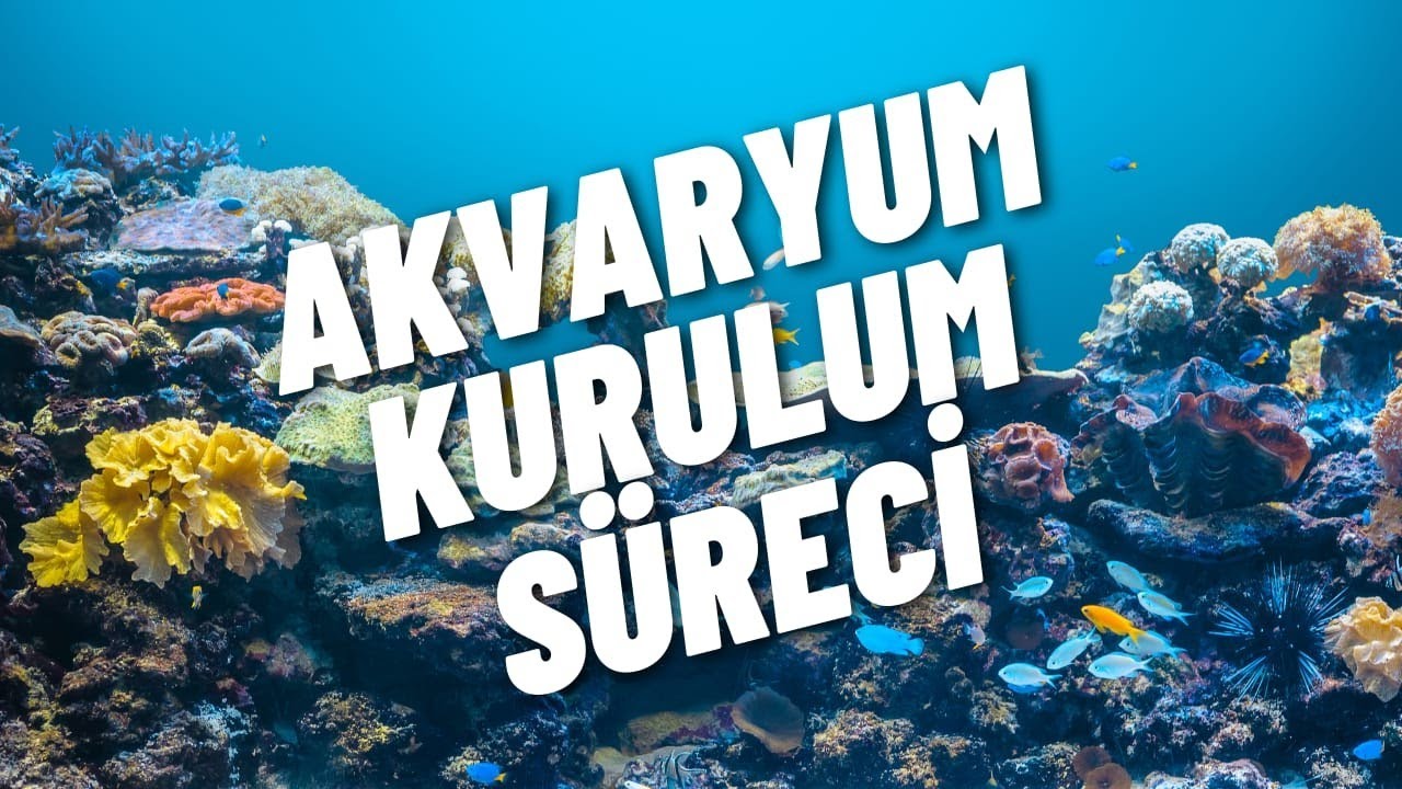 Deniz Akvaryumu Kurulum Süreci #1