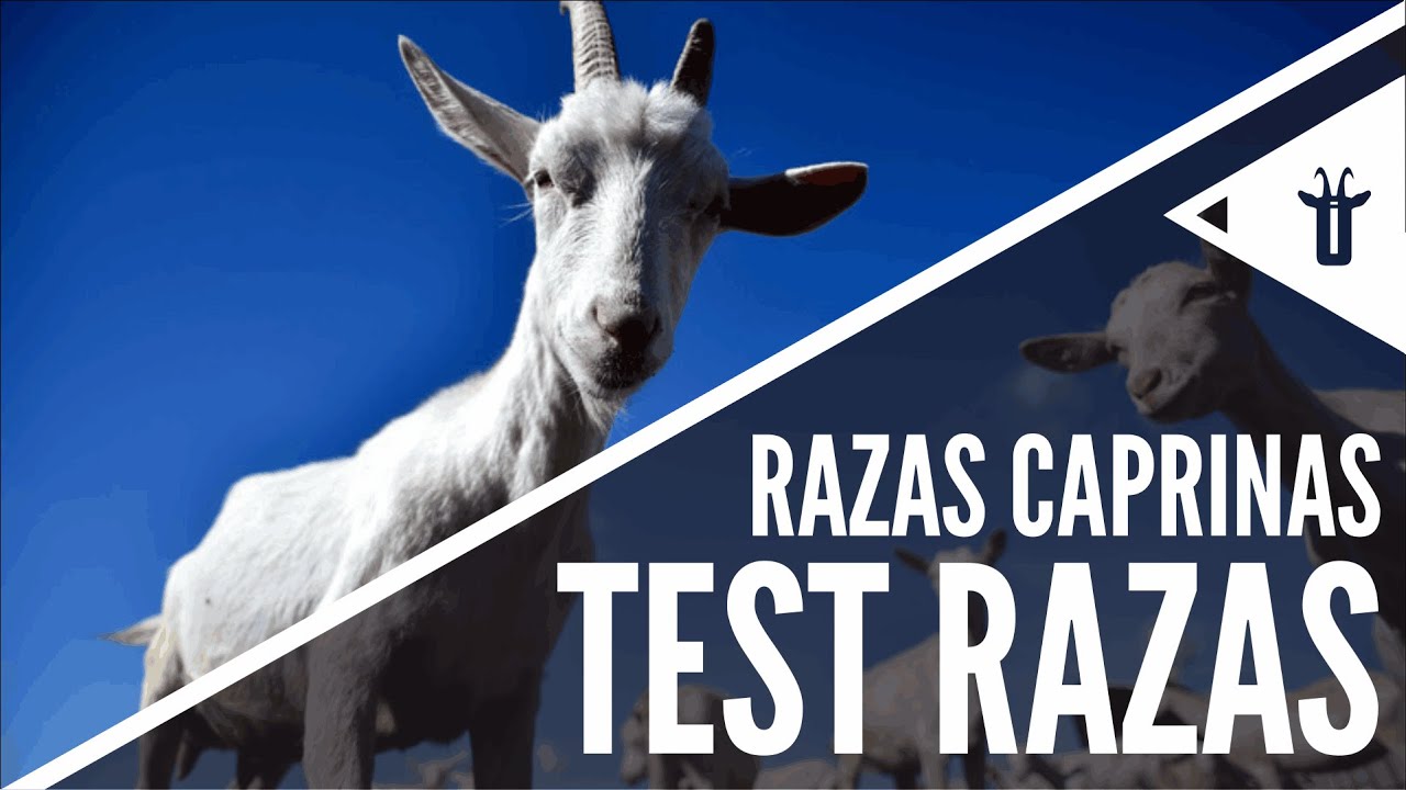Razas Caprinas &iquest;Eres capaz de Identificarlas?