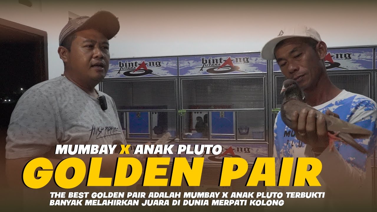 THE BEST GOLDEN PAIR | MUMBAY X ANAK PLUTO TERBUKTI ❗BANYAK MELAHIRKAN BURUNG - BURUNG JUARA 🔥