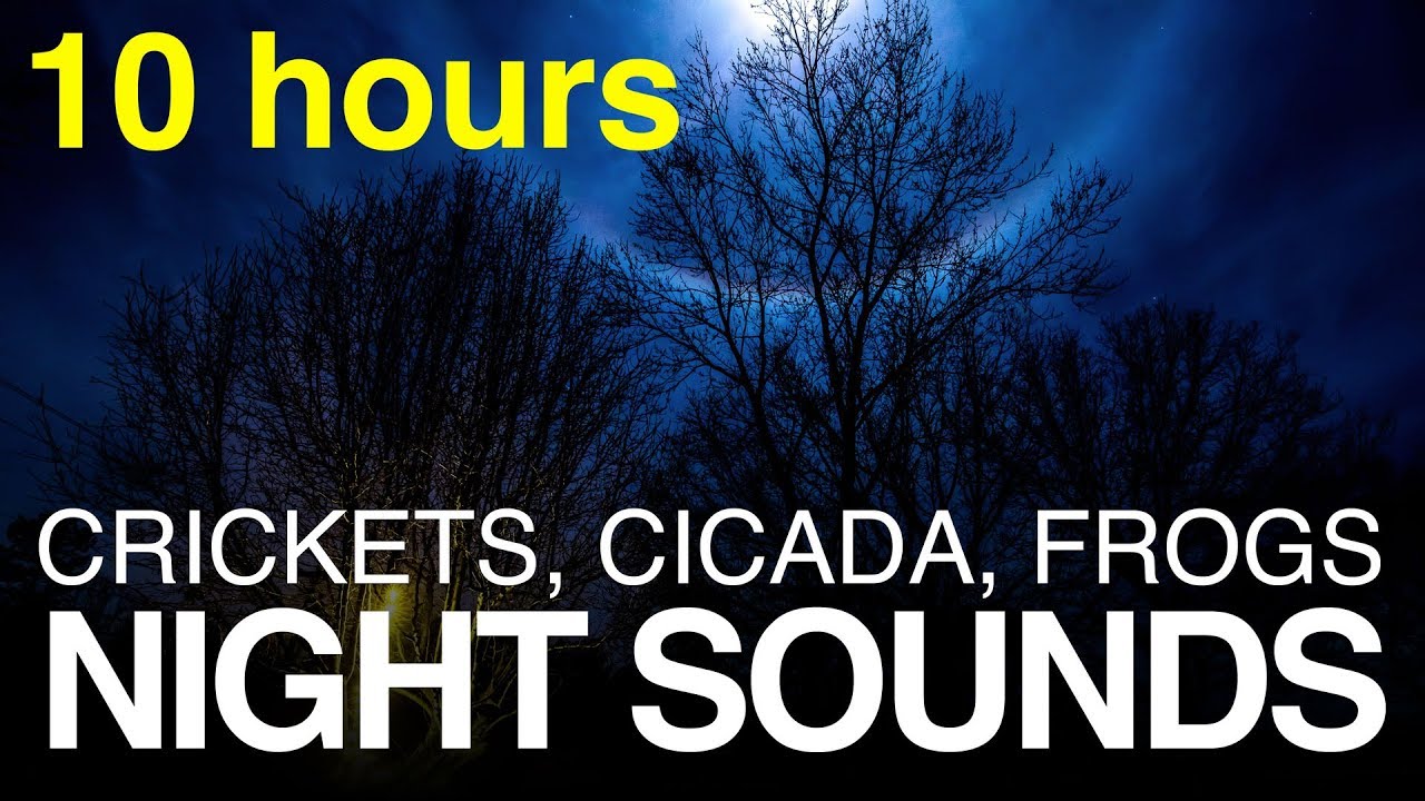 Sound of Katydids and Cicadas at Night --- Outdoor Sounds