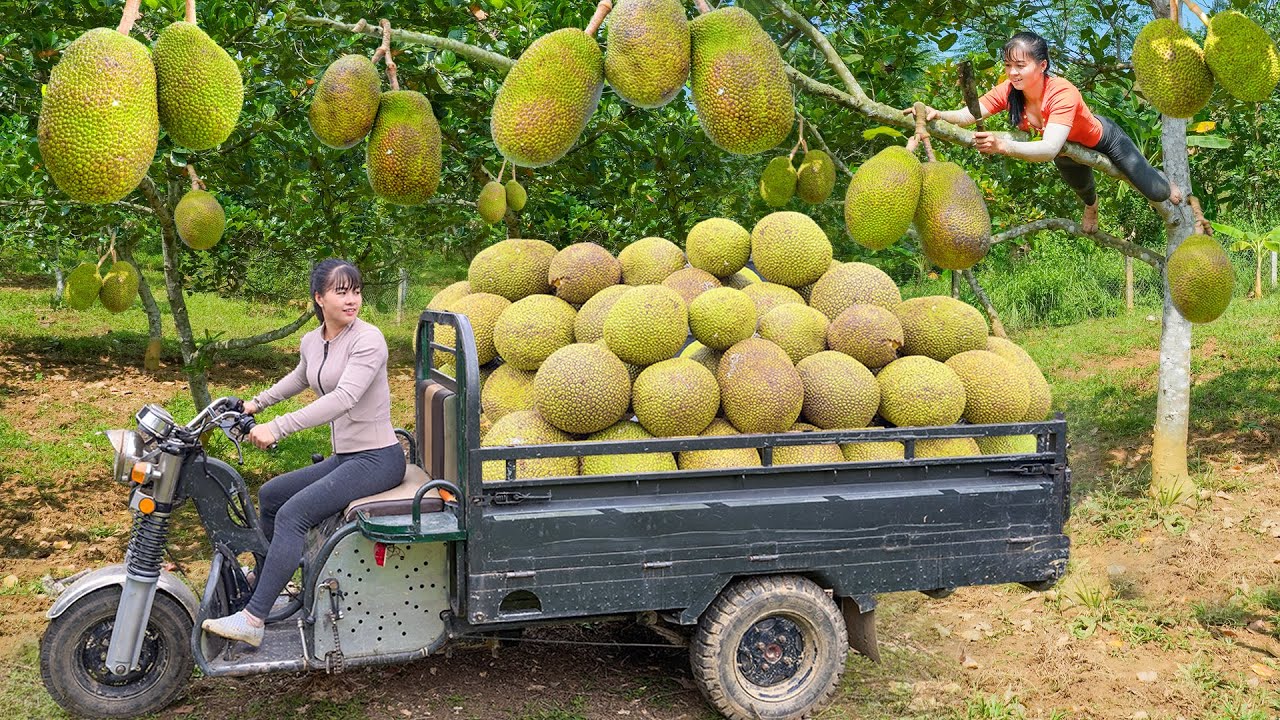 REWIND TIMALAPSE --450 Days Harvest Lots Of Jackfruit, Cassava, Chicken,...Go To Market Sell