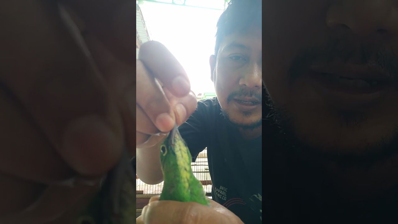 Ciri - Ciri cucak ijo kuningan muda betina hutan
