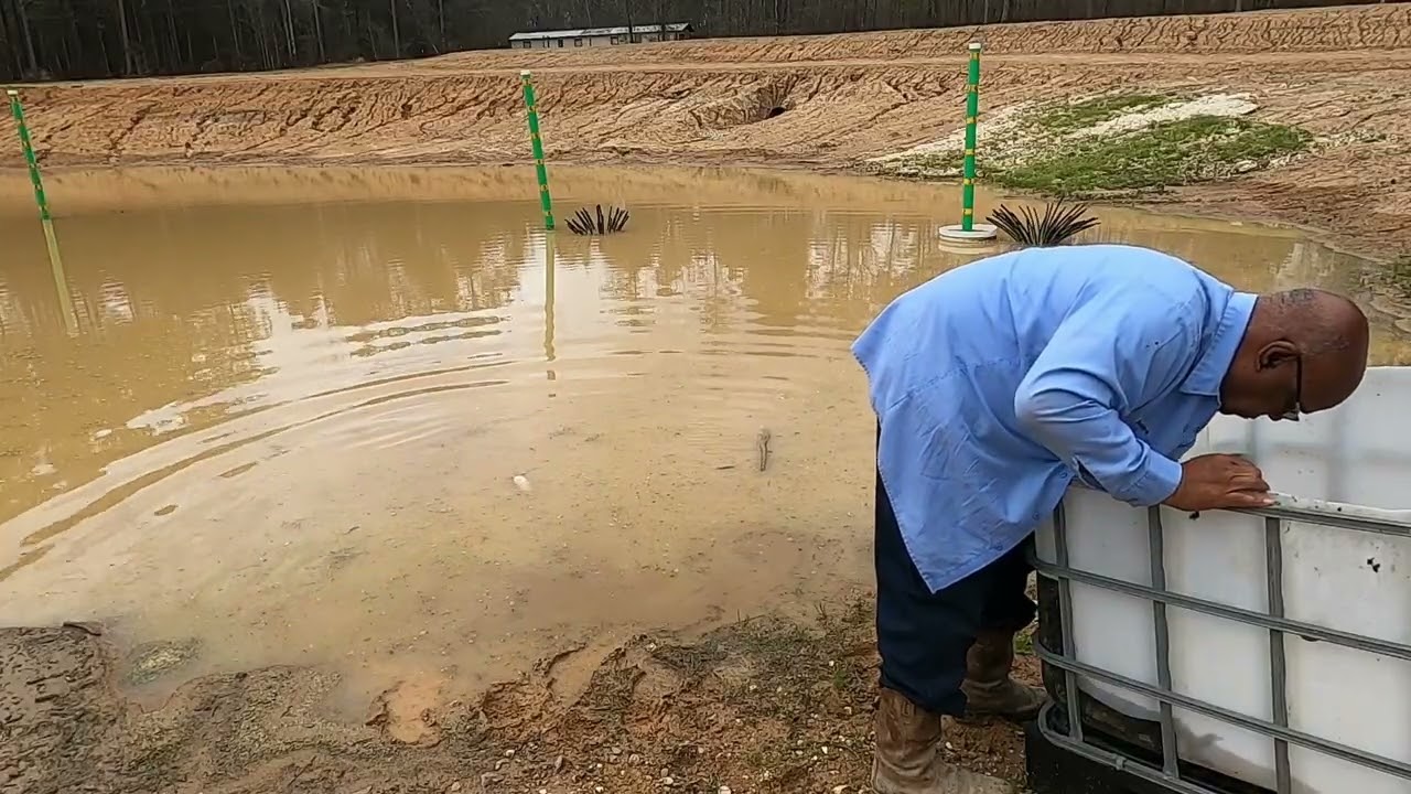 Adding catfish to my pond.