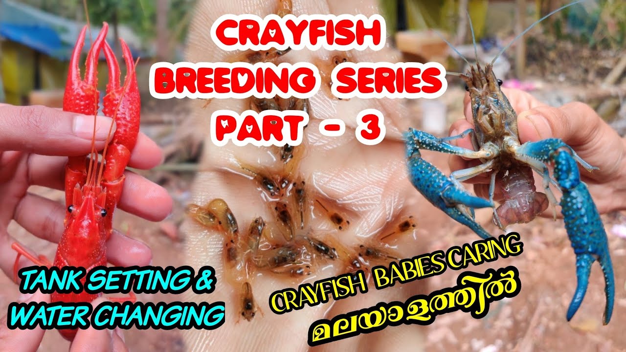 CRAYFISH TANK SETTINGS |CRAYFISH BREEDING ക്രെഫിഷ് ടാങ്ക് സെറ്റിങ്ങും വെള്ളം മാറുന്ന രീതിയും |