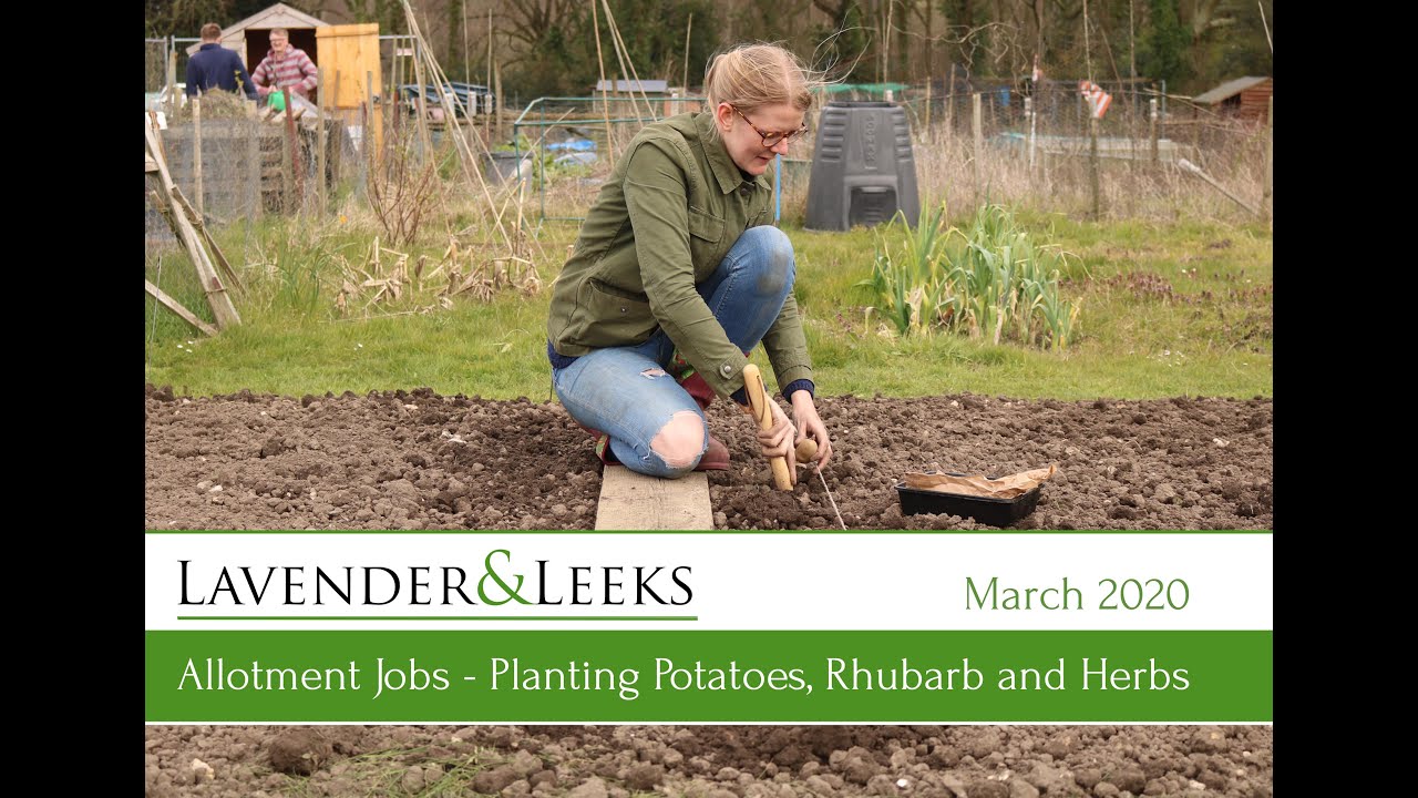 Lavender and Leeks - March 2020 - Planting Potatoes, Rhubarb and Herbs