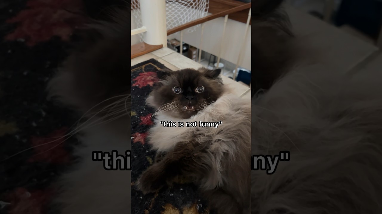he does NOT like brushies #cat #cute #memes #funny #brushing #grooming #longhair