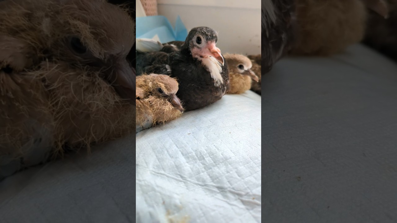 Temporada de beb&eacute;s  #rescatedeanimales #paloma