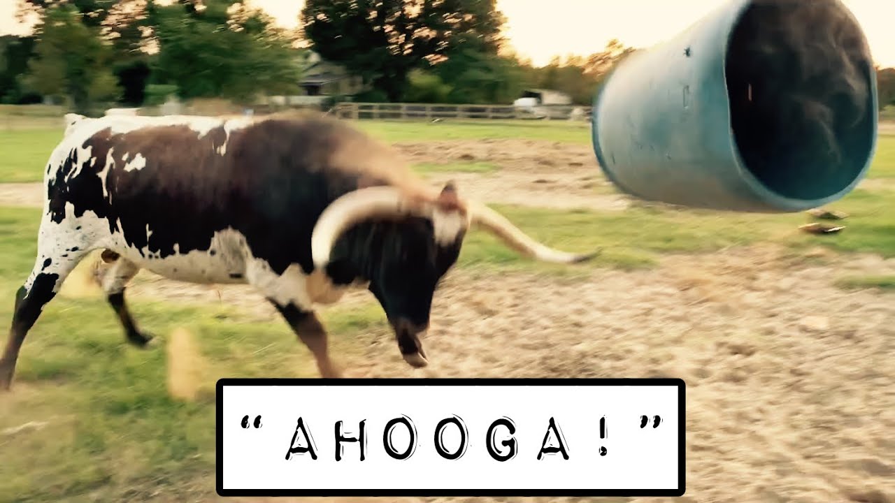 Tex Screams ‘AHOOGA!’ #LonghornLester’s