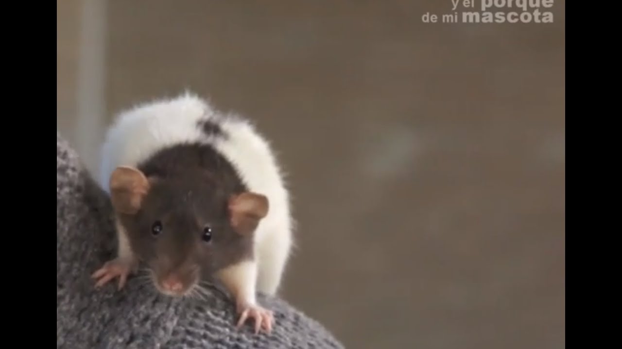 RATAS - La alimentación. ¿Qué pueden comer?