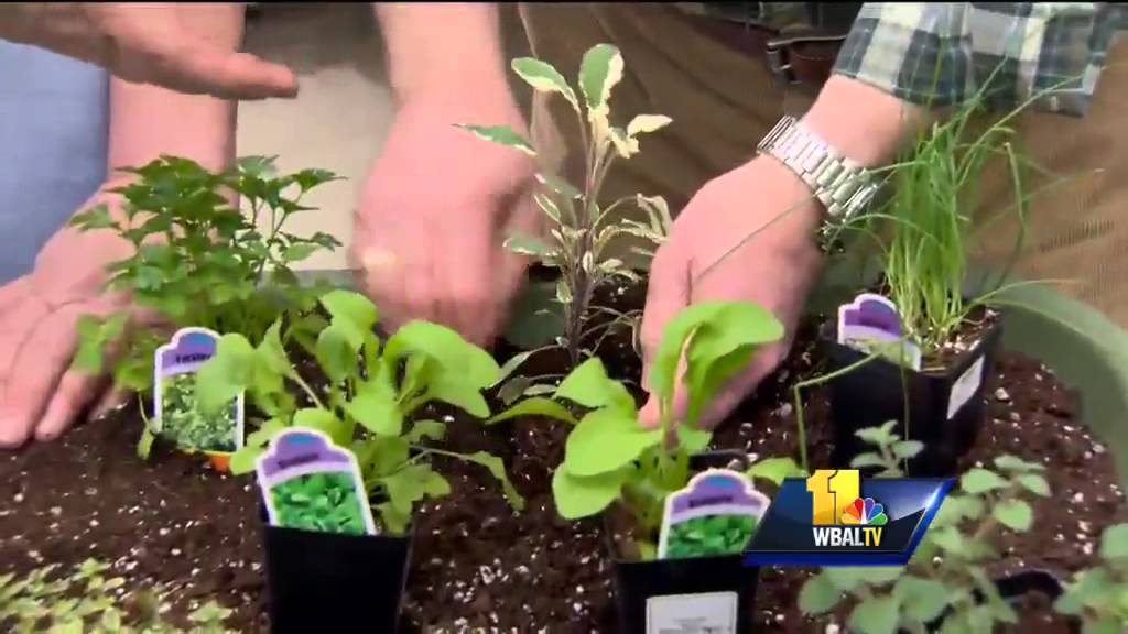 Sunday Gardener: Tabletop gardening