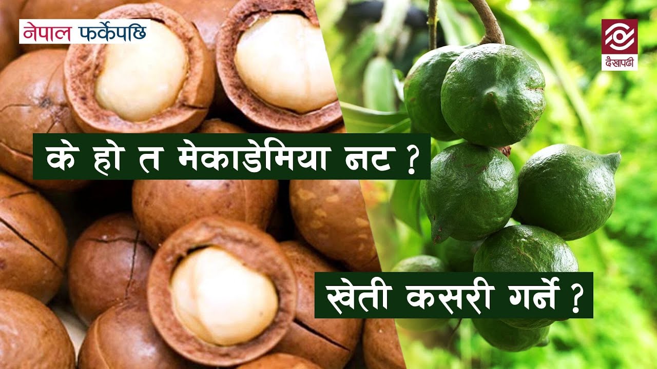 के हो त मेकाडेमिया नट ? खेती  कसरी गर्ने ? | Macadamia Nuts Farming | Nepal Farkeypachi | Episode 12