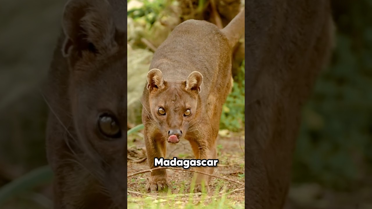 Datos de Animales que Pocos Conocen