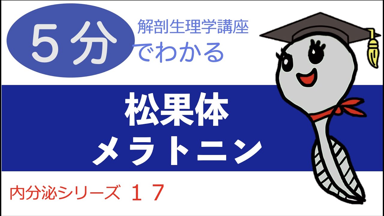 内分泌シリーズ第17回「松果体 メラトニン」おたまじゃくし先生の解剖生理学講座/日本一わかりやすい講義を目指して/勉強法/看護学生/リハビリ学生/国家試験