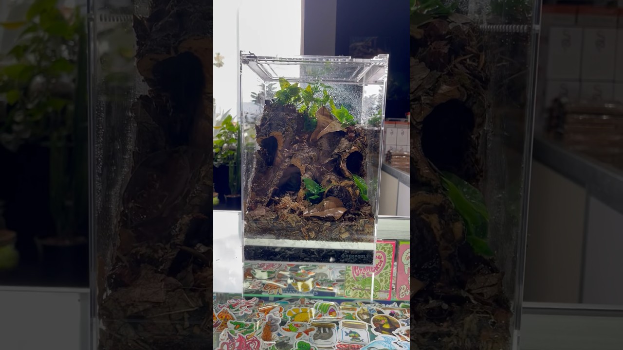 Tarantula Rehouse 