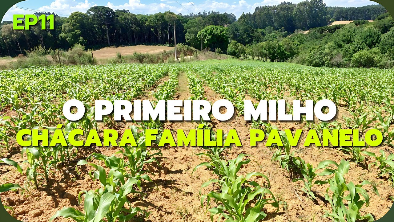 O PRIMEIRO MILHO da CHÁCARA BROTOU | Família Pavanelo 