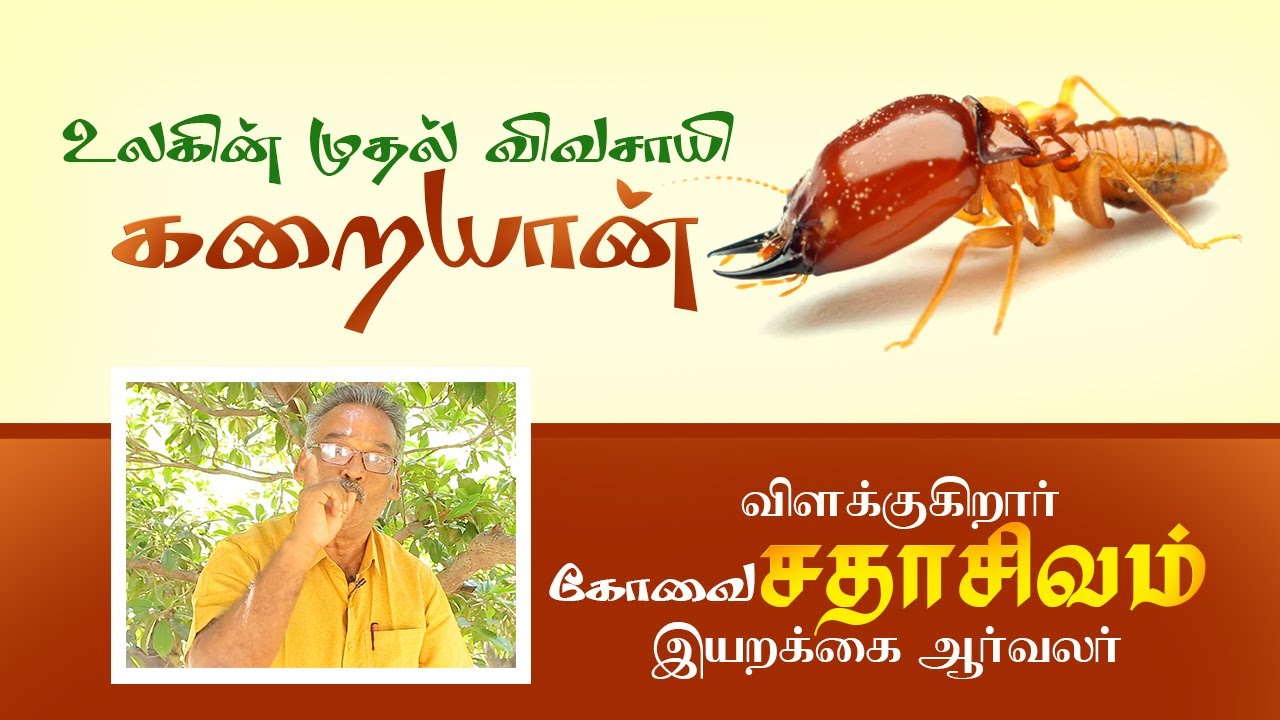 கறையான் வாழ்க்கை | கோவை சதாசிவம் | வனத்துக்குள் திருப்பூர் | வெற்றி
