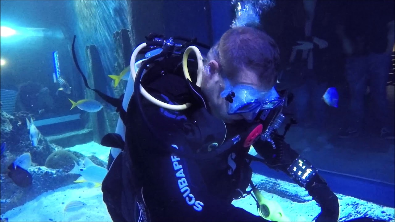 Shark Dive Skegness Aquarium