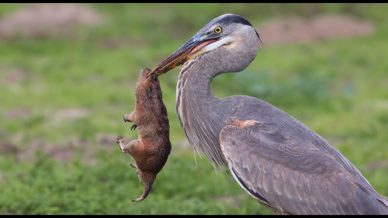Great Blue Heron catches enormous Botta's Pocket Gopher