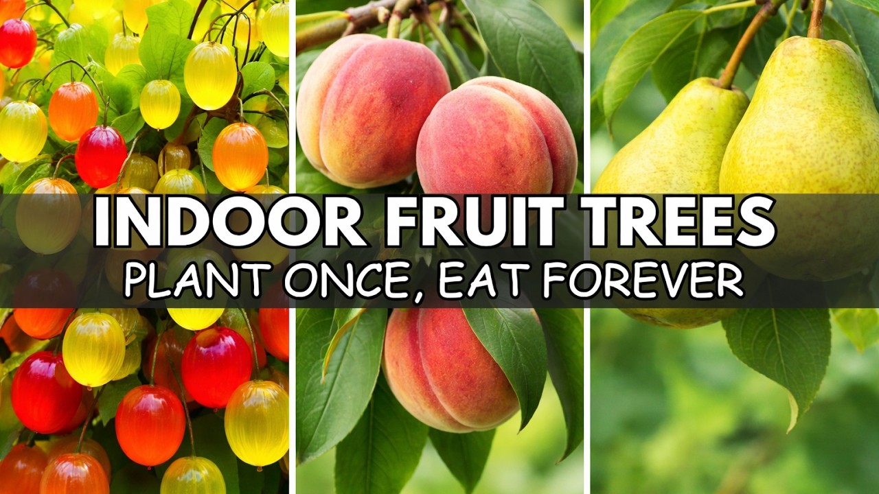 20 Fruit Trees That THRIVE in Pots, Shade & Tiny Spaces - The Lazy Gardener's Goldmine |
