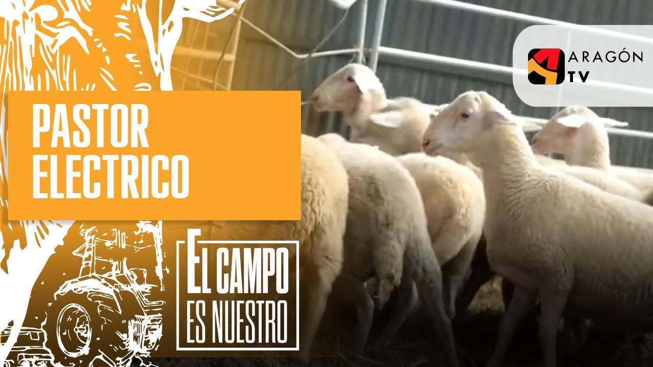 Es momento de colocar el pastor eléctrico