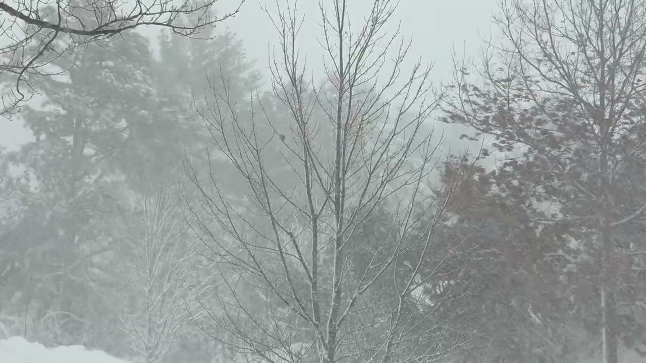 Plymouth Massachusetts blizzard really gets going 445 in.