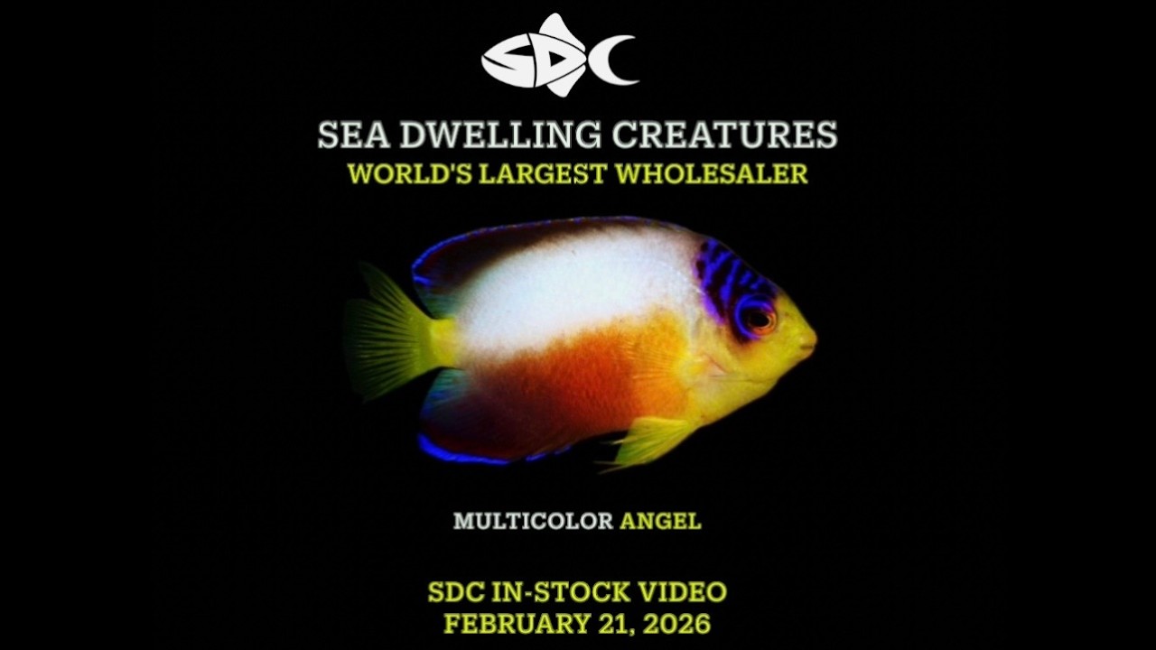 In Stock February 21, 2026 SeaDwelling.com
