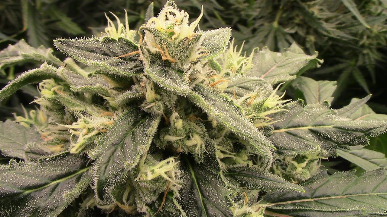 S19:E3 Autoflower cannabis grow update with Ethos, Mephisto, Automatically Delicious, and Fastbuds