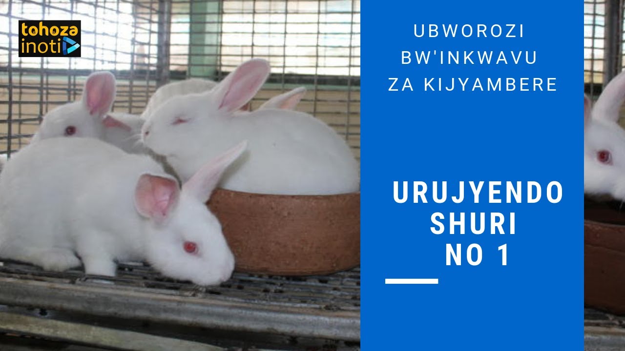 UrujyendoShuri No1 mu bworozi bw'inkwavu bwa kijyambere, umushinga uciriritse wacu wambere   Tohoza