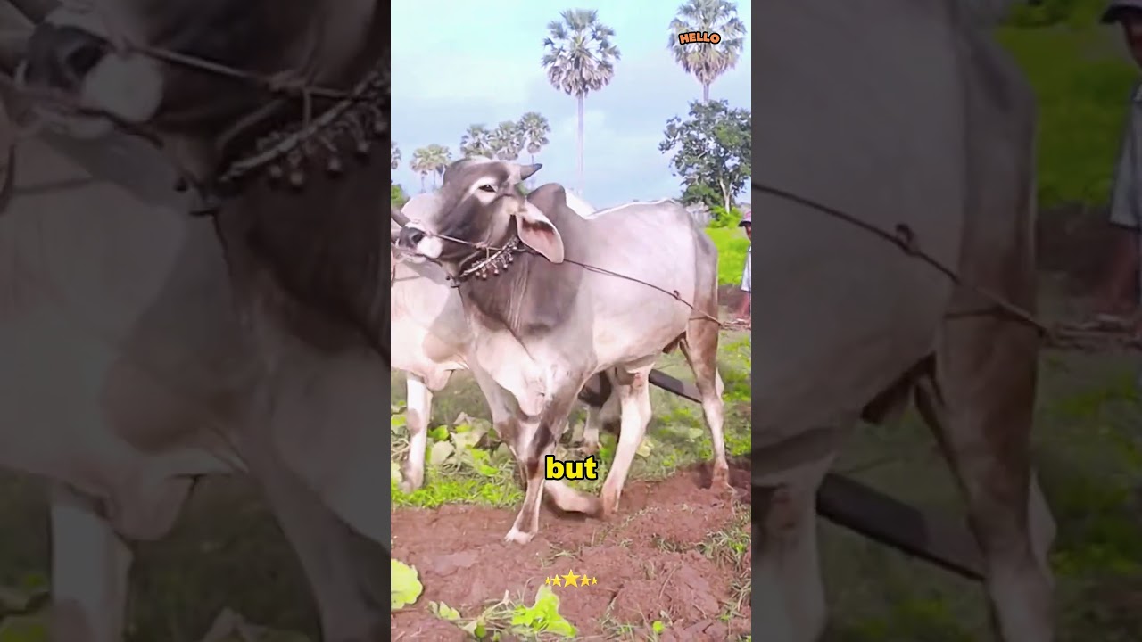 Cow dung fuel rods are a genius invention