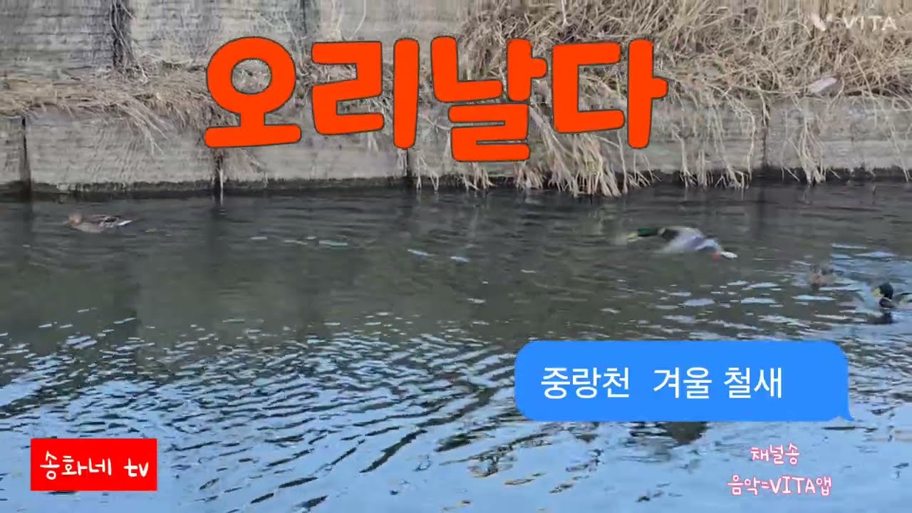 오리 날다#중랑천 #겨울 철새 #송화네 tv