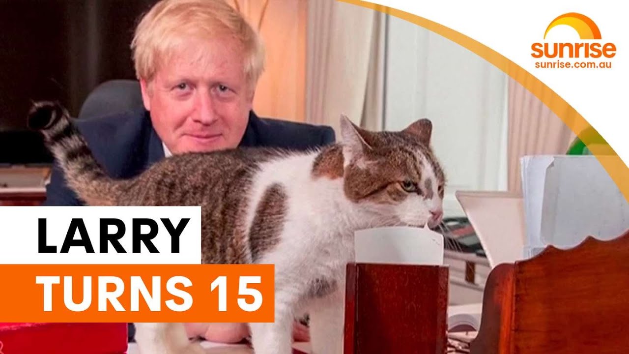 Larry the cat marks 15 years at Downing Street | Sunrise