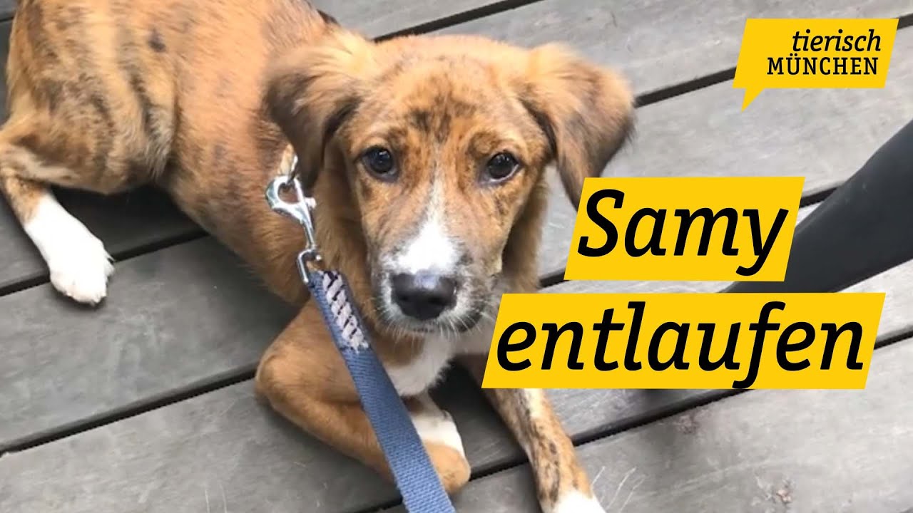 Tierisch München: was tun, wenn ein Hund entlaufen ist?