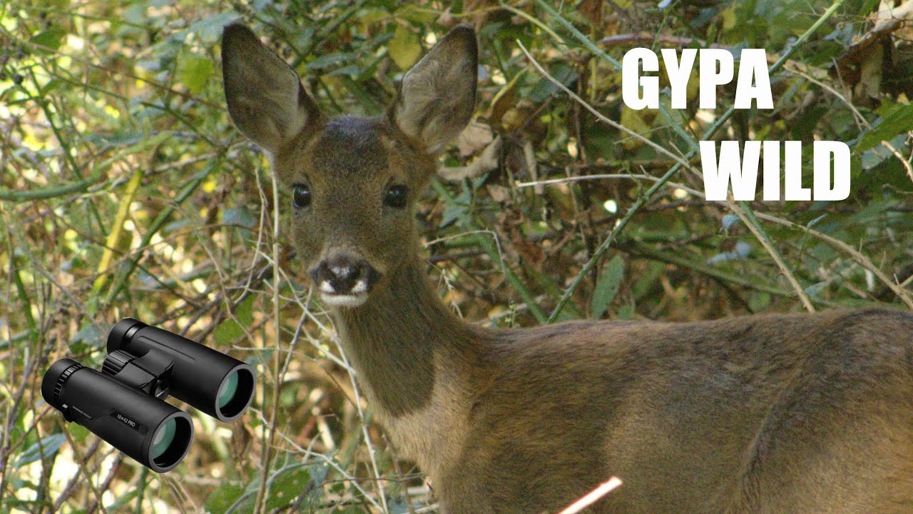 Comment repérer le chevreuil ? 👀🦌