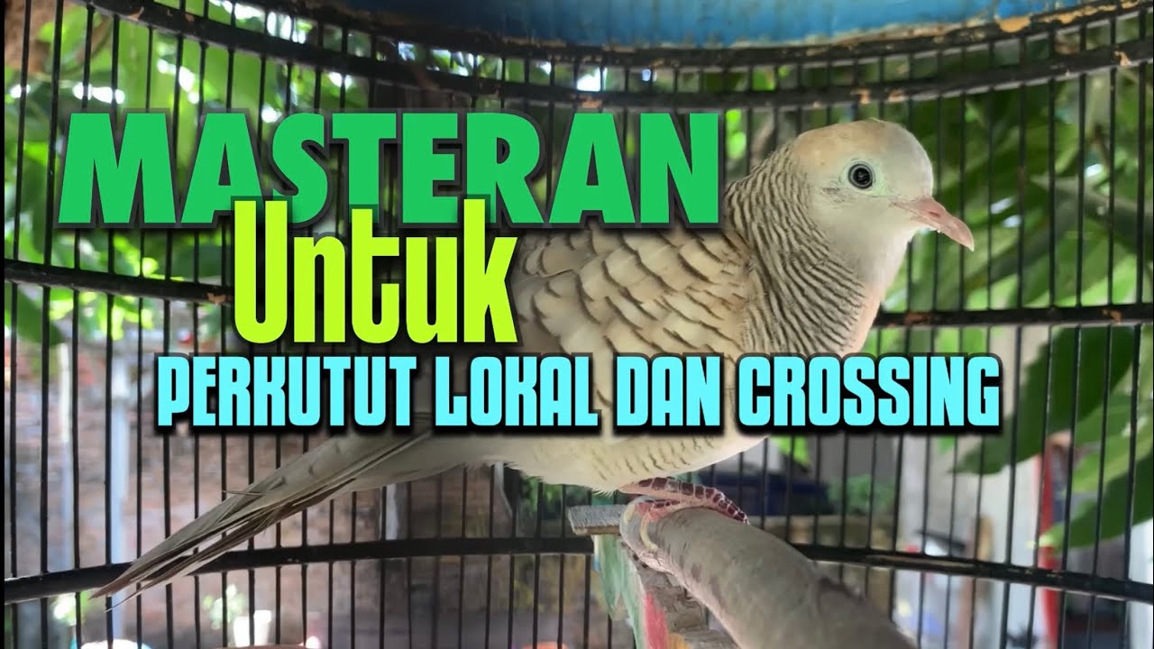 Perkutut Silver Udan Mas Bersahutan Dengan Perkutut Lokal Gayer Tiada Henti