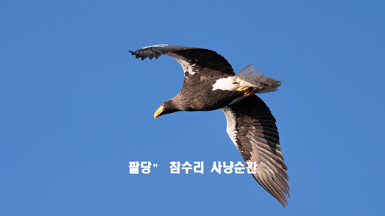 팔당 참수리 사냥의 순간