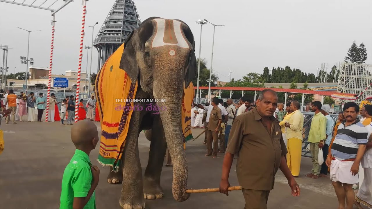 Tirumala Lord Sri Venkateswara Swamy Temple Elephants Walking