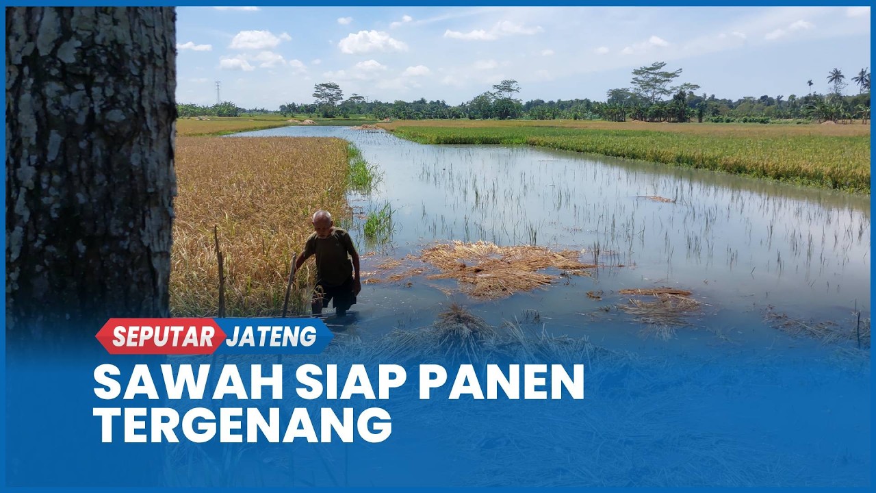 Sawah Siap Panen Terendam Pasca Hujan Lebat di Kebumen