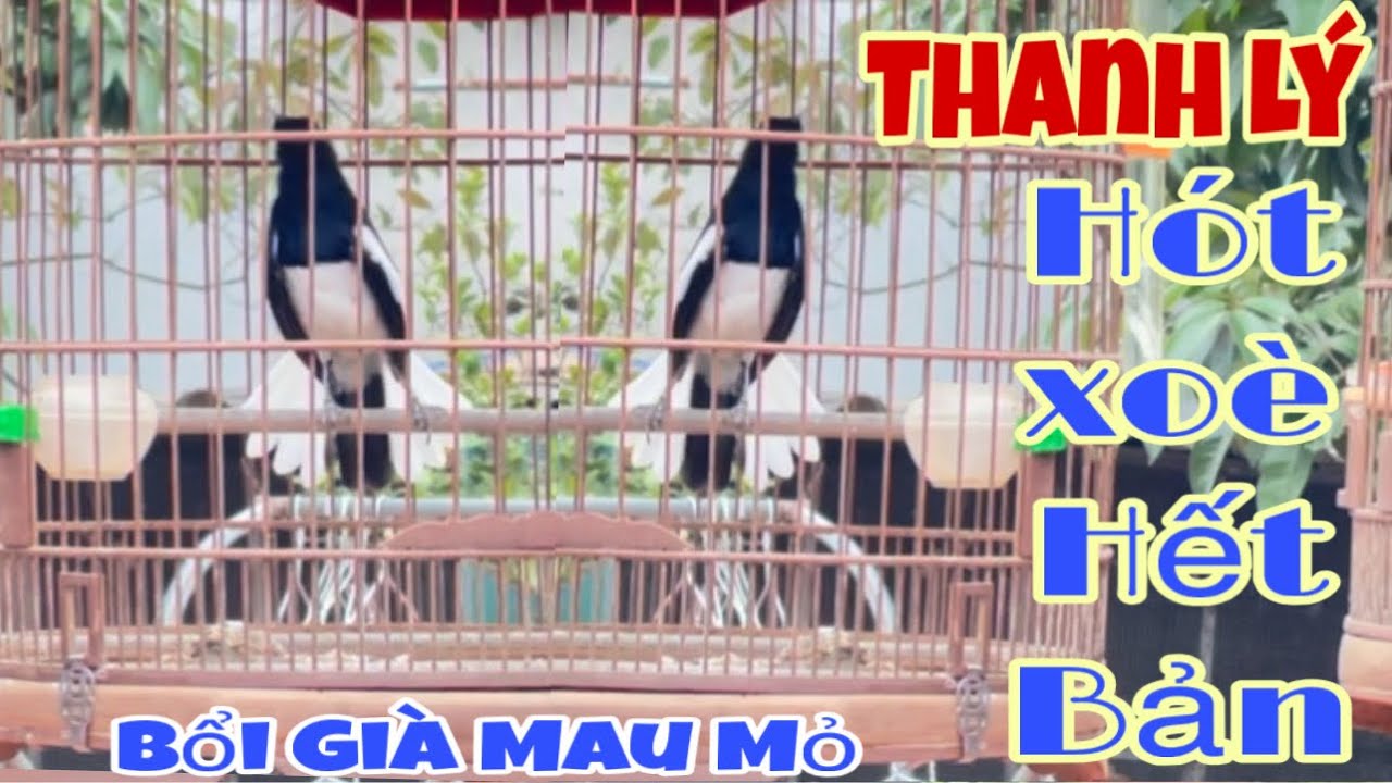 THanh Lý Choè Thuần Mau Mỏ |Hót Xoè Hết Bản|Choè Bổi Mau Mỏ|Giá Rẻ Ae Sưu Tầm Chơi|