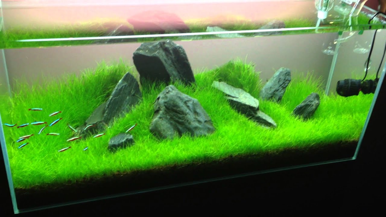 Optiwhite aquarium made from www.noriuakvariumo.lt