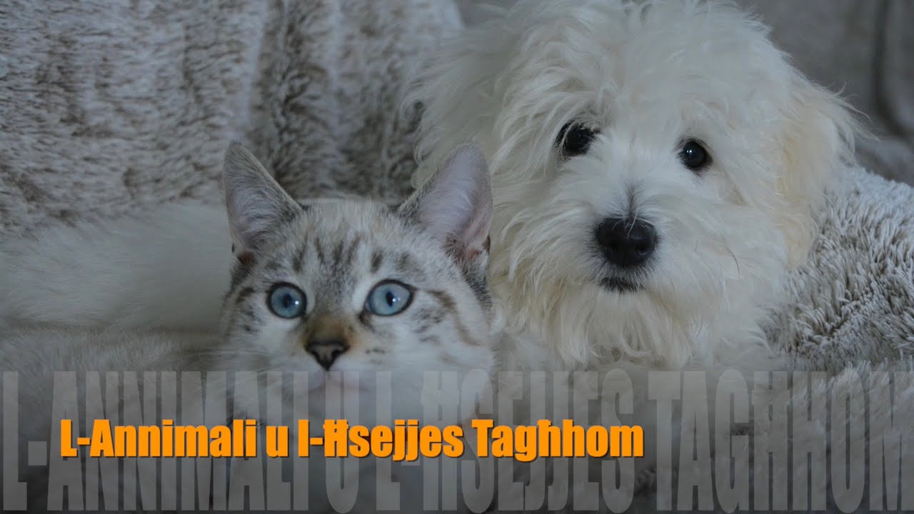 L-Annimali u l-Ħsejjes Tagħhom