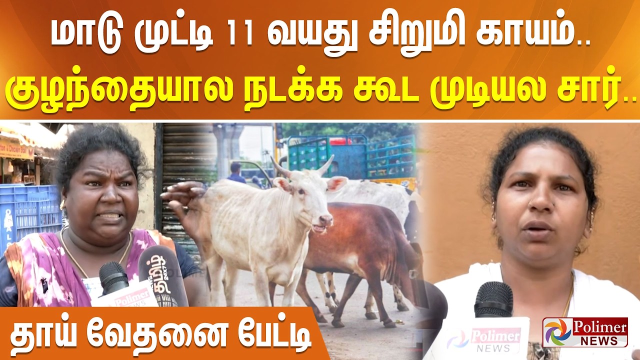 மாடு முட்டி 11 வயது சிறுமி காயம்.. குழந்தையால நடக்க கூட முடியல சார்.. தாய் வேதனை பேட்டி
