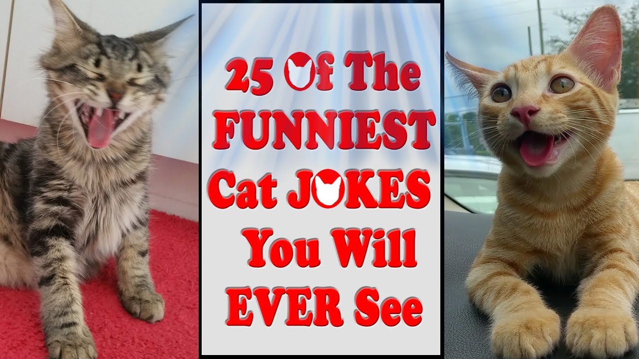 The 25 FUNNIEST Cat JOKES You Will EVER See!