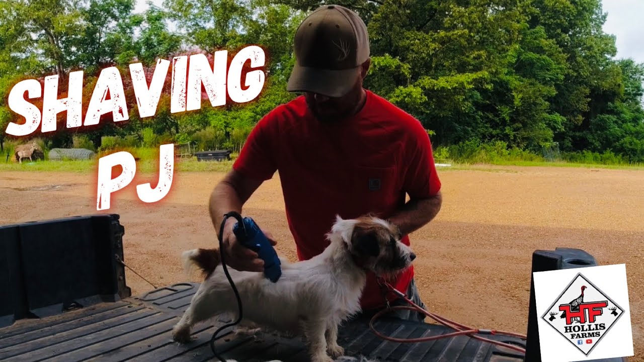 SHAVING PJ🐶🐶🐶 The Jack Russell Terrier