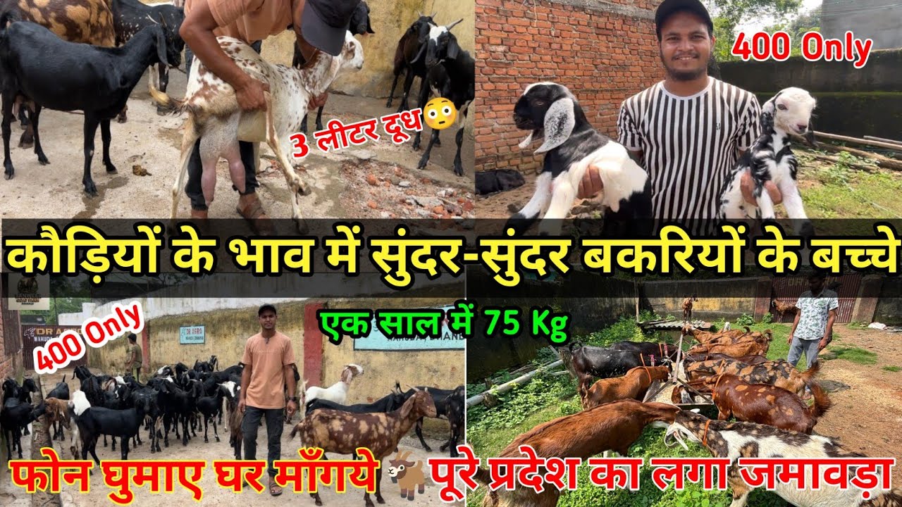 सबसे सस्ता बकरी बाजार || goat market | DR AGRO GOAT FARM Dhanbad Jharkhand |सबसे सस्ता Goat farming 