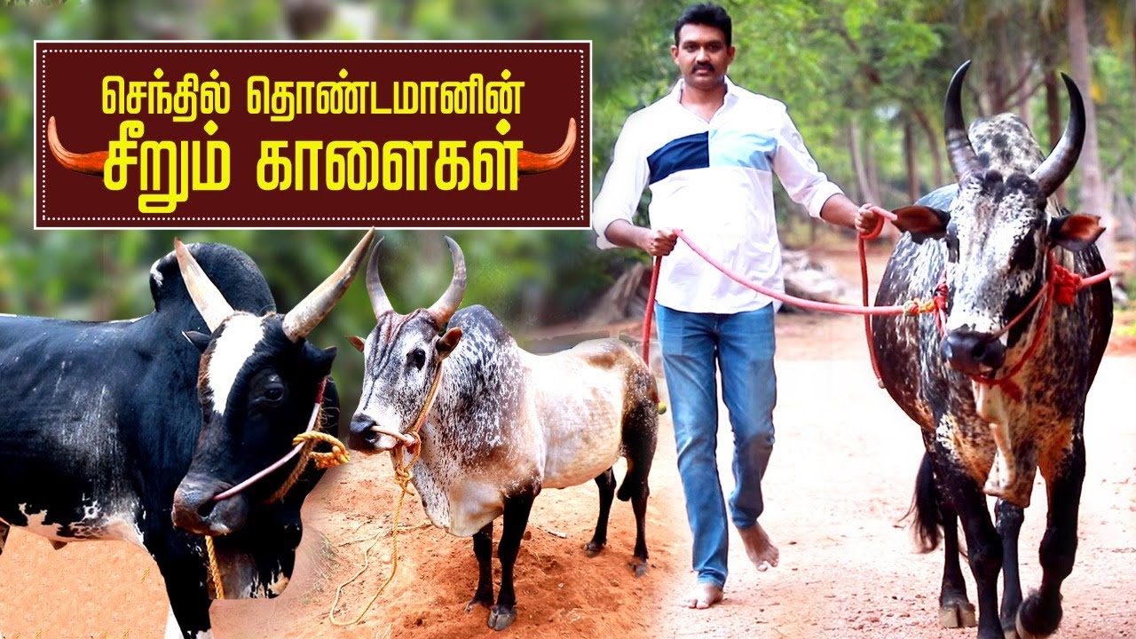 வர்றது செந்தில் தொண்டமான் மாடு தொட்டுப்பாரு! | Senthil Thondaman | Jallikattu 2022